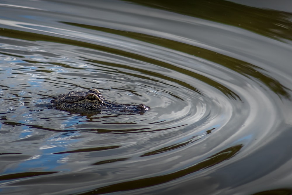 a small alligator swimming in a body of water