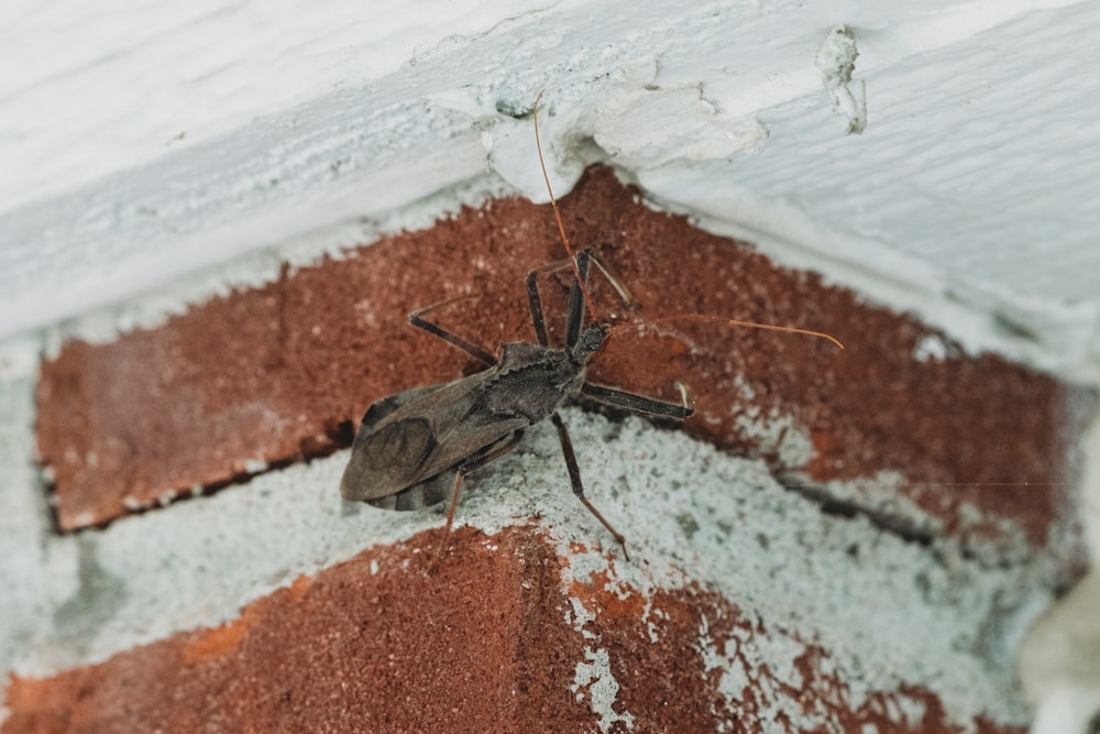 a bug is sitting on the corner of a brick wall
