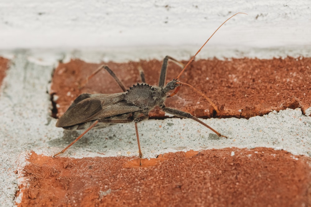a bug sitting on the side of a brick wall