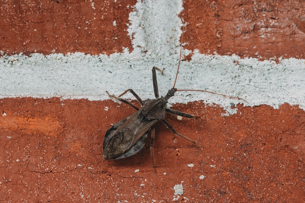 a bug sitting on the side of a brick wall