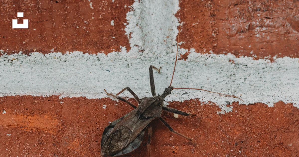 A bug sitting on the side of a brick wall photo – Free Insect Image on ...