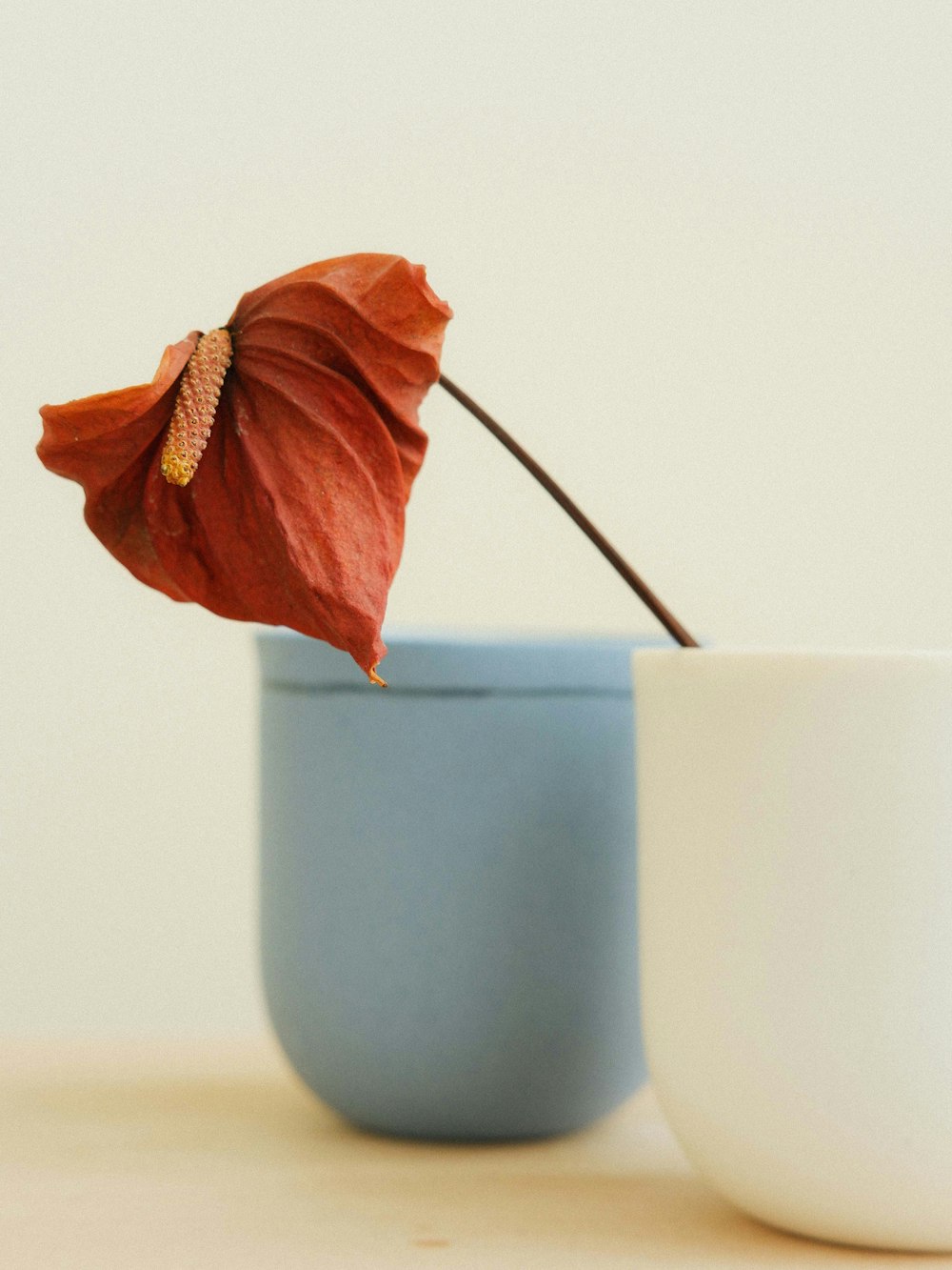 a red flower in a white and blue vase