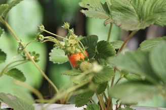 a close up of a strawberry growing on a plant