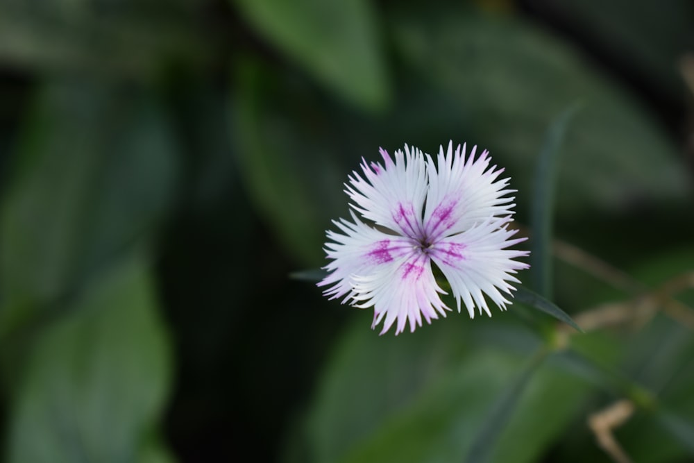 a white and pink flower with green leaves in the background