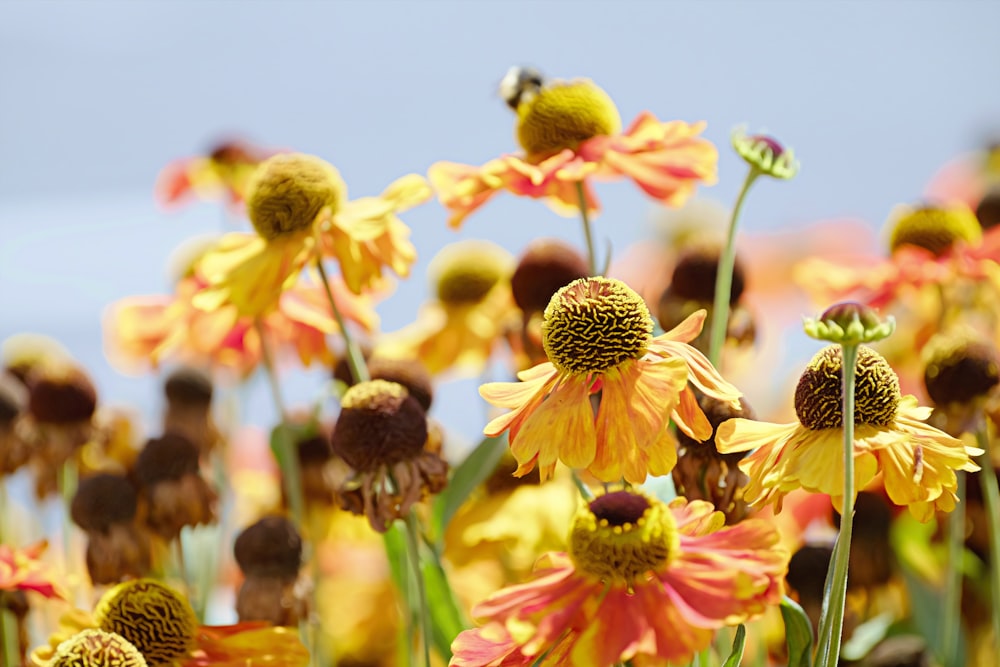 a field of yellow and red flowers with a blue sky in the background