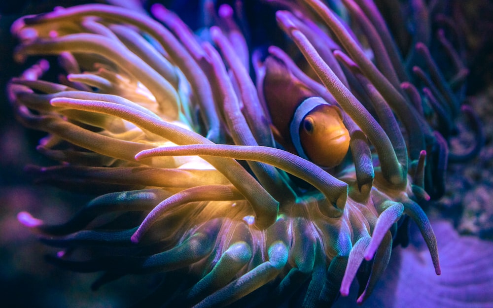 a close up of an anemone on a coral