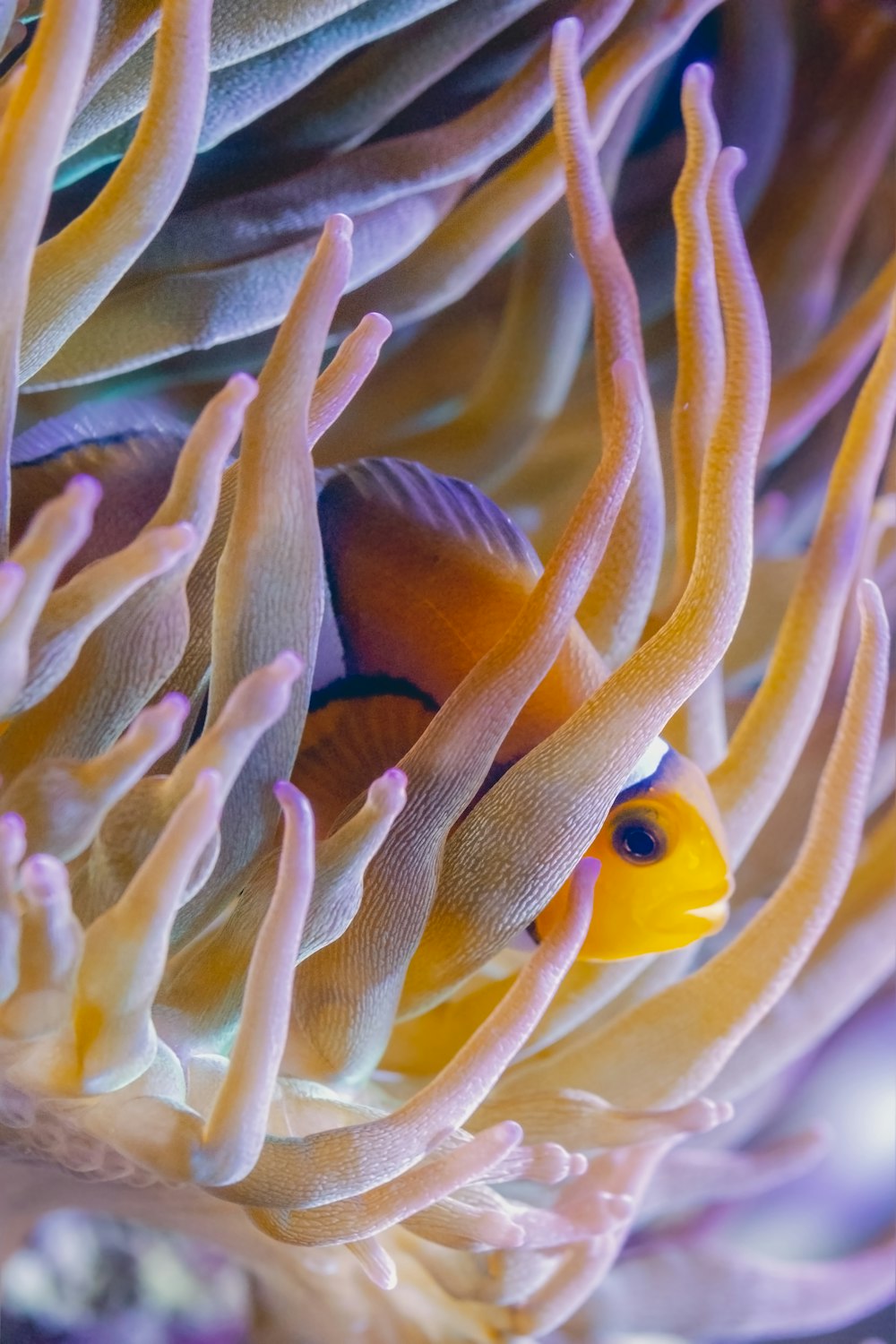 a clown fish hiding in a sea anemone