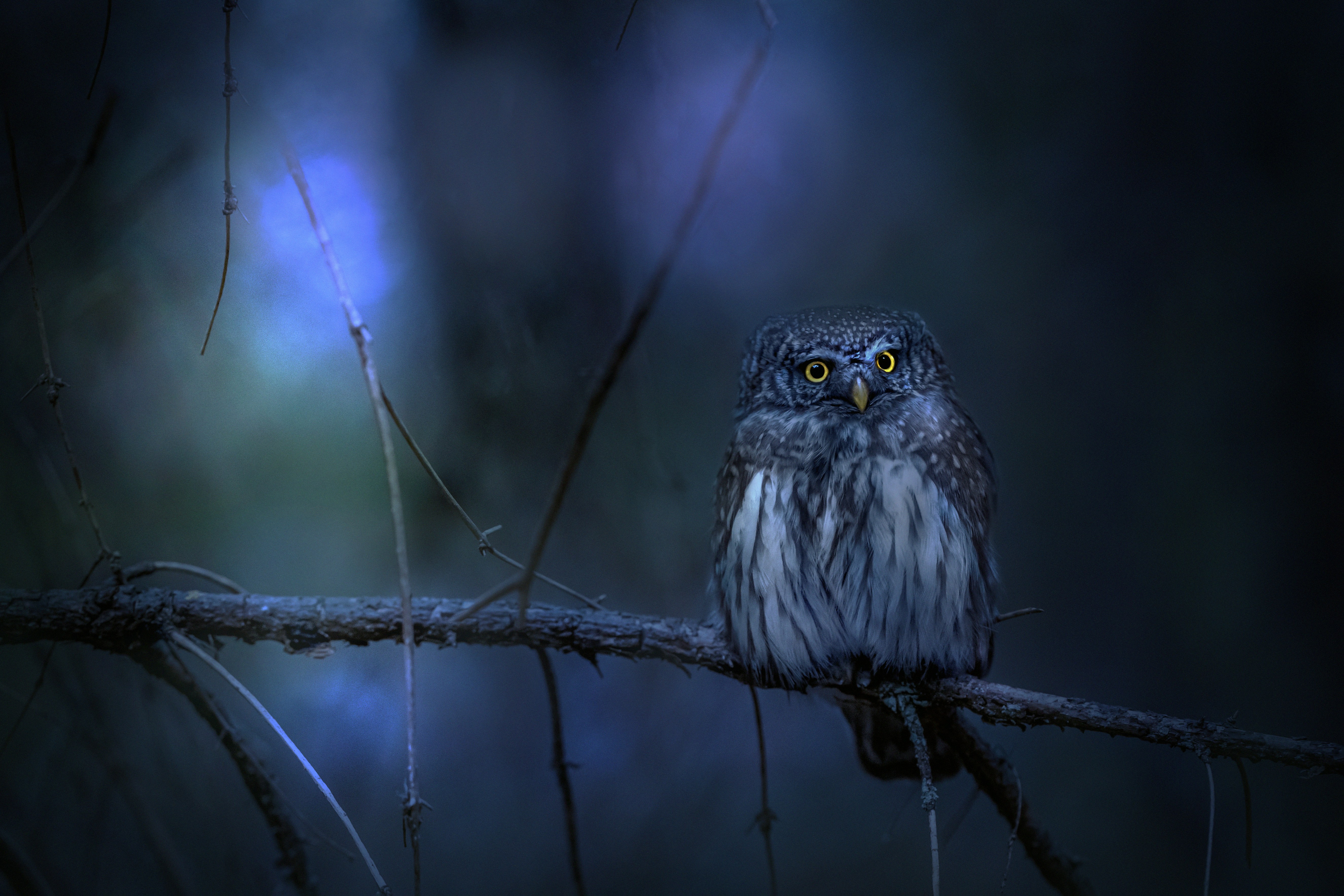 The Science Behind Nocturnal Animal Care (image credits: unsplash)