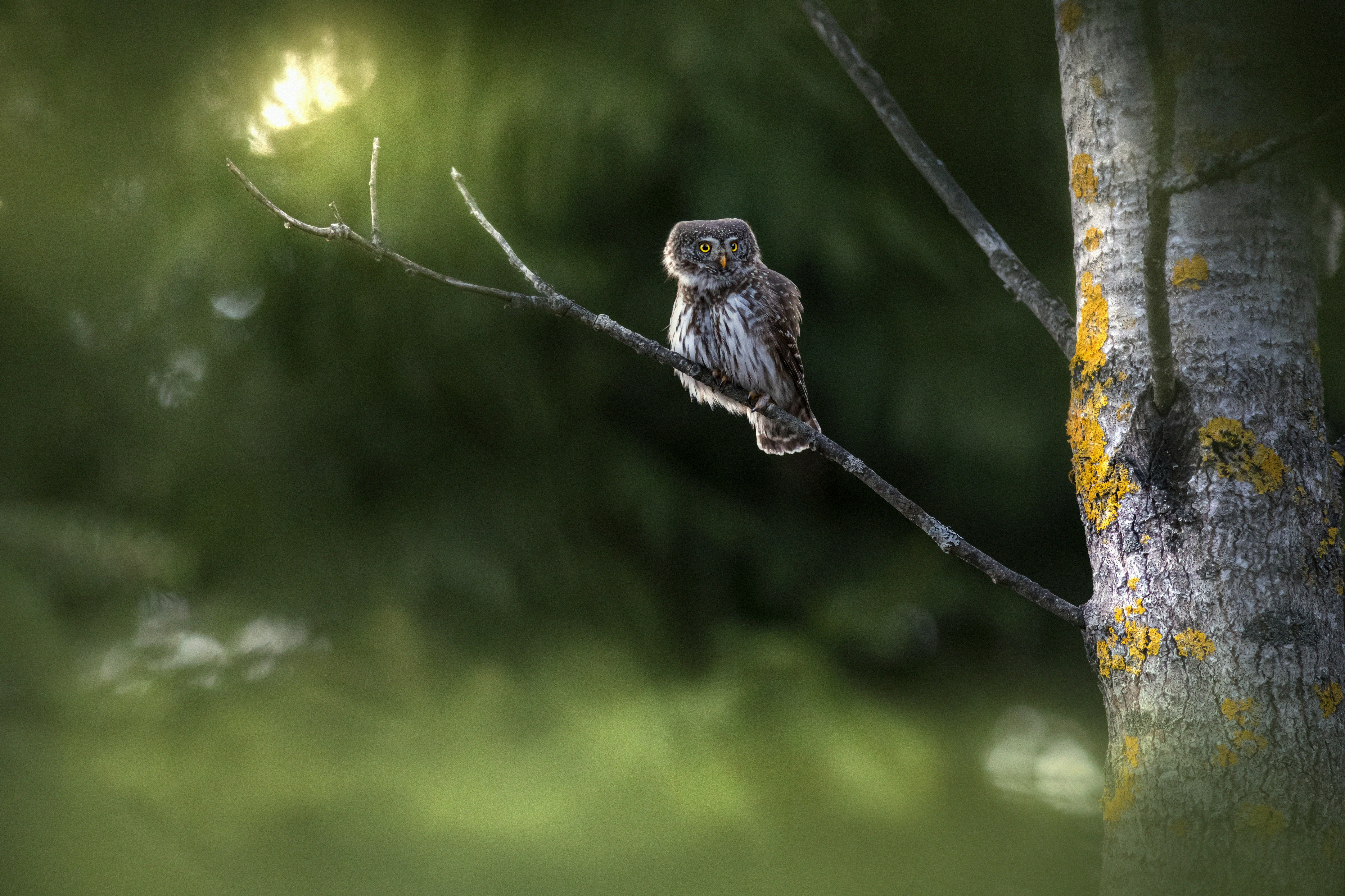 Photo by erik_karits