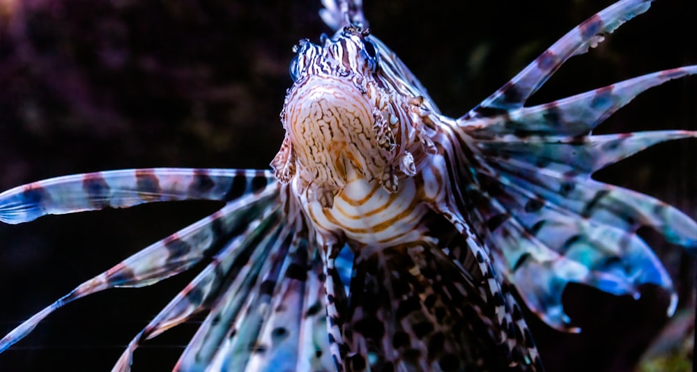 a close up of a fish in a tank