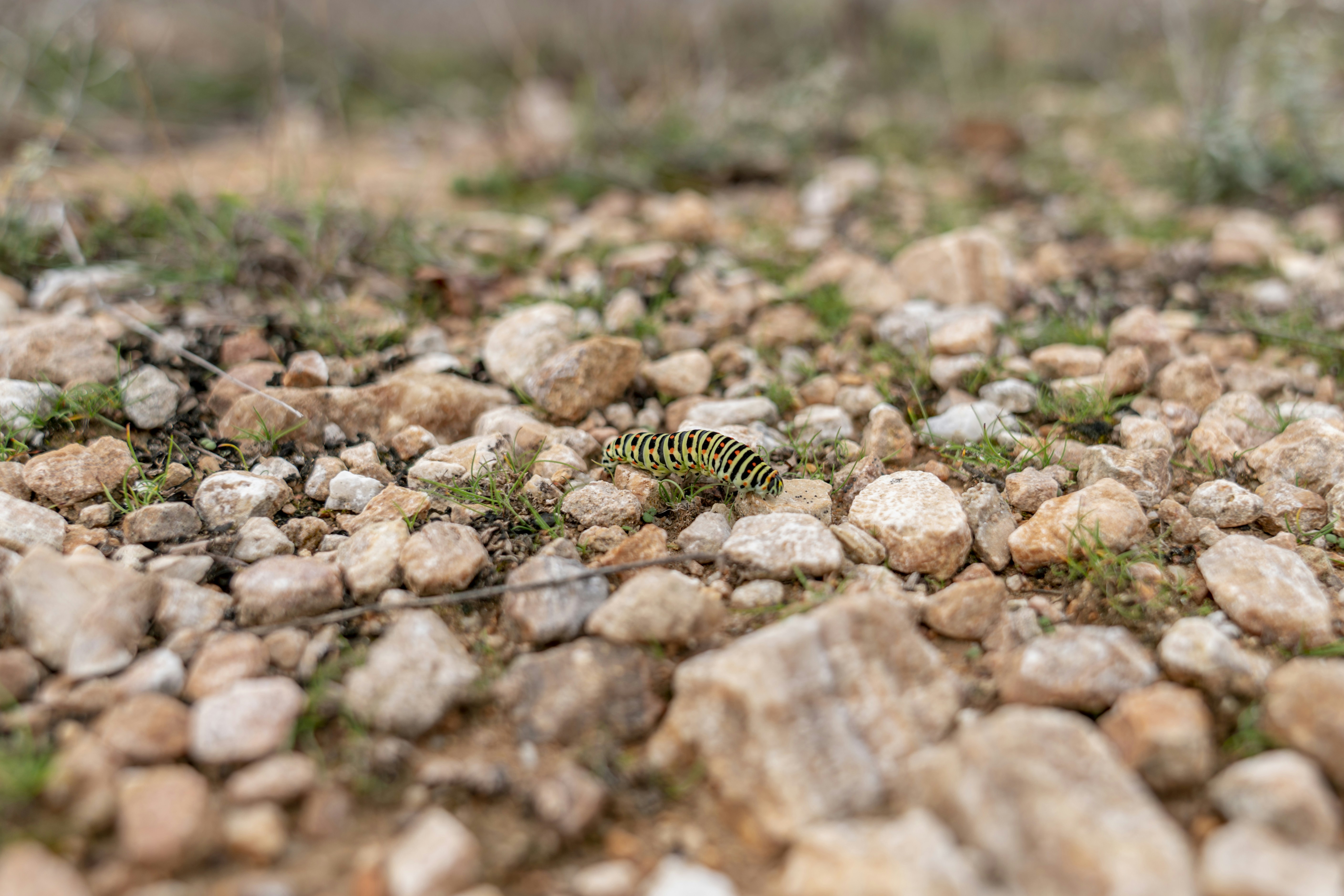 Rocky soil characteristic of the Texas Hill Country - septic system repairs in shavano park tx