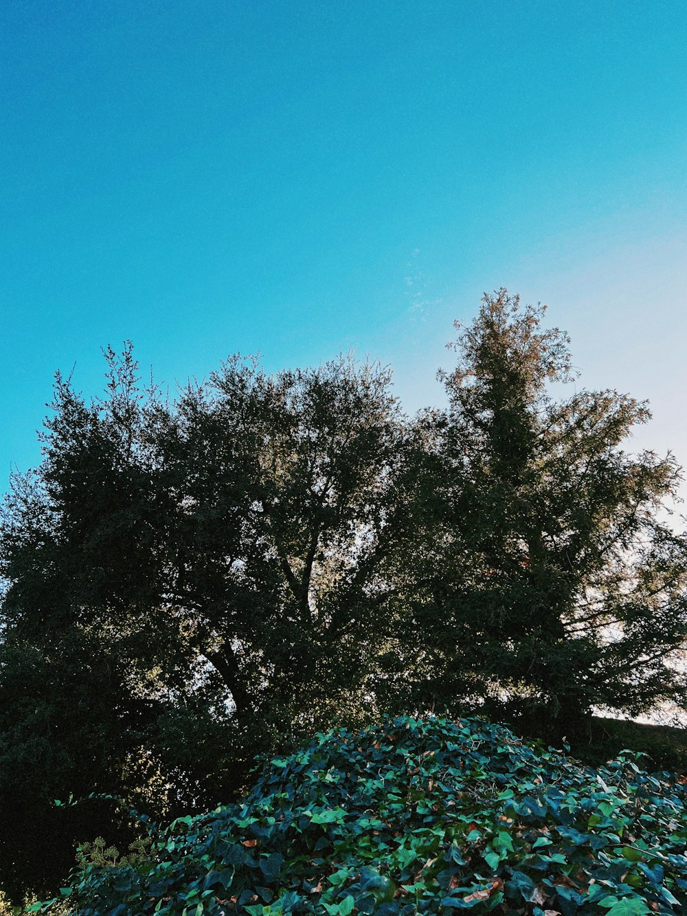 a large pile of leaves in front of a tree