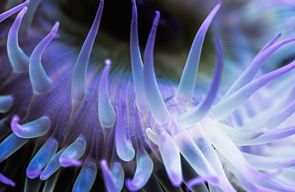 a close up of a purple and white flower