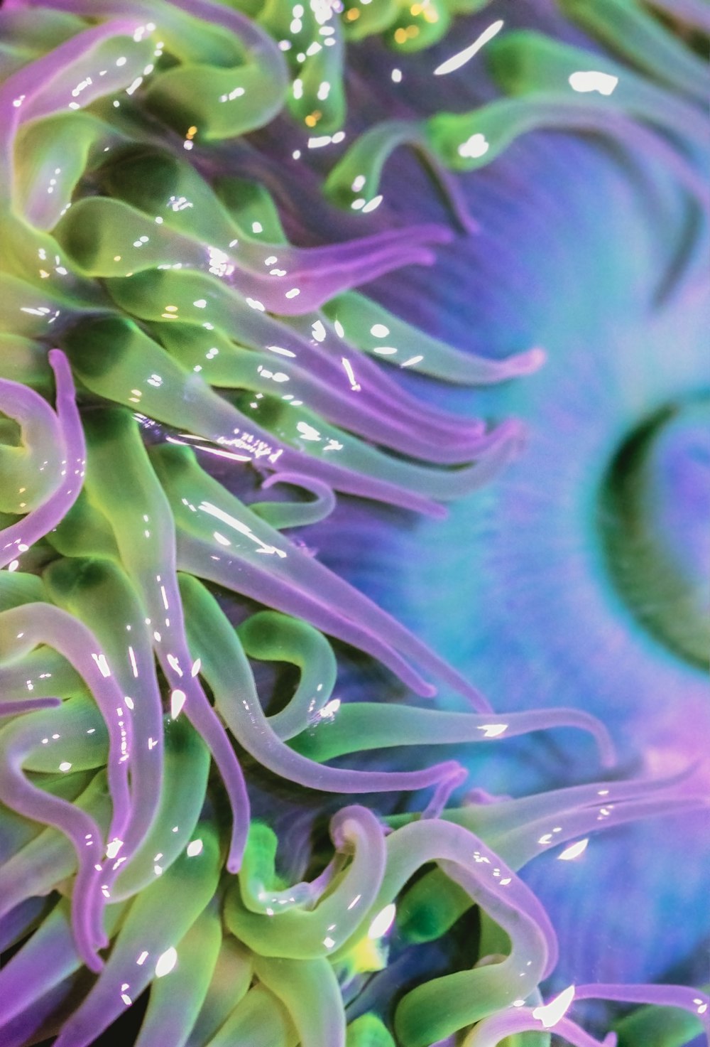 Un primer plano de una anémona de mar púrpura y verde