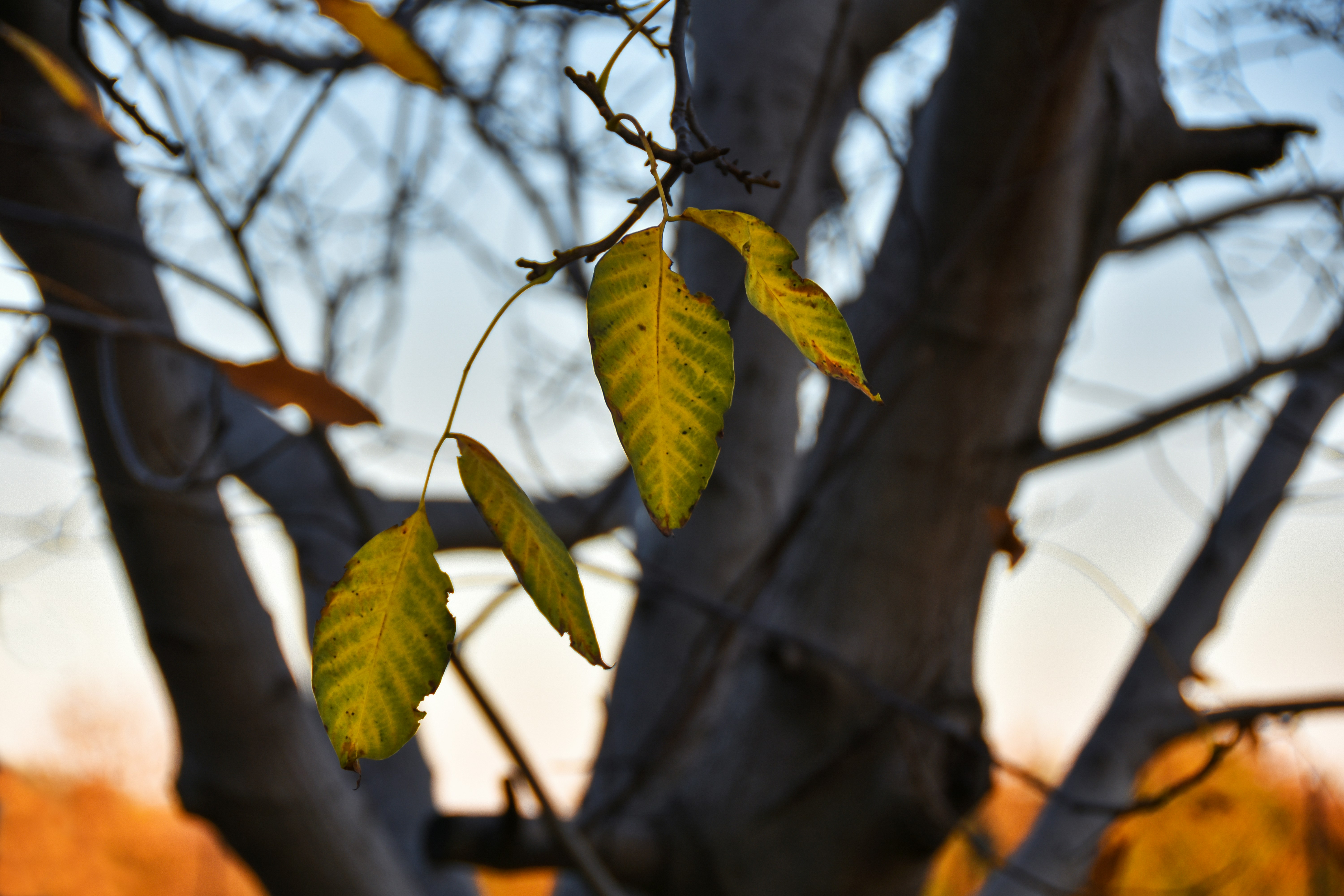 Die Blätter eines Baumes ändern ihre Farben