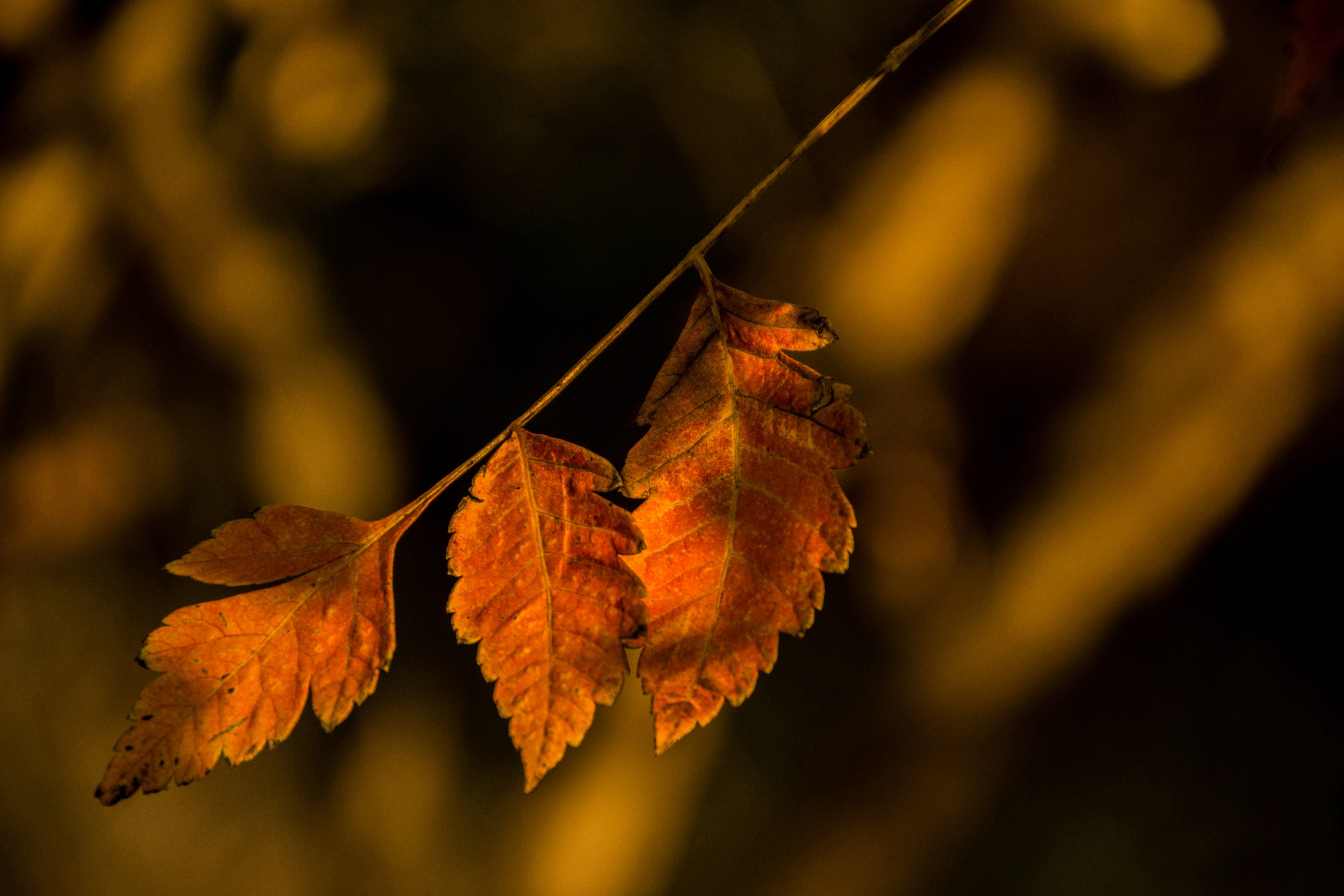 Photo by motaztawfik