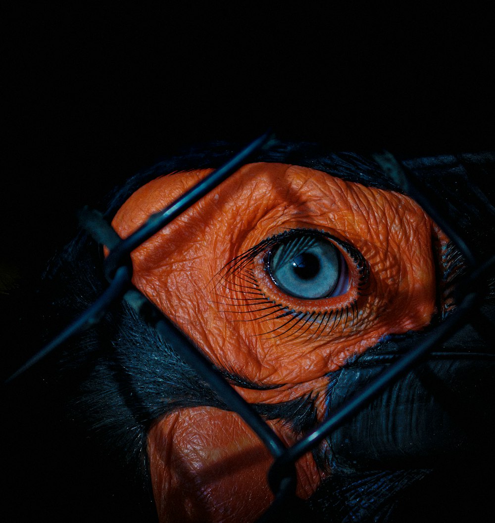 a close up of an animal's eye through a fence