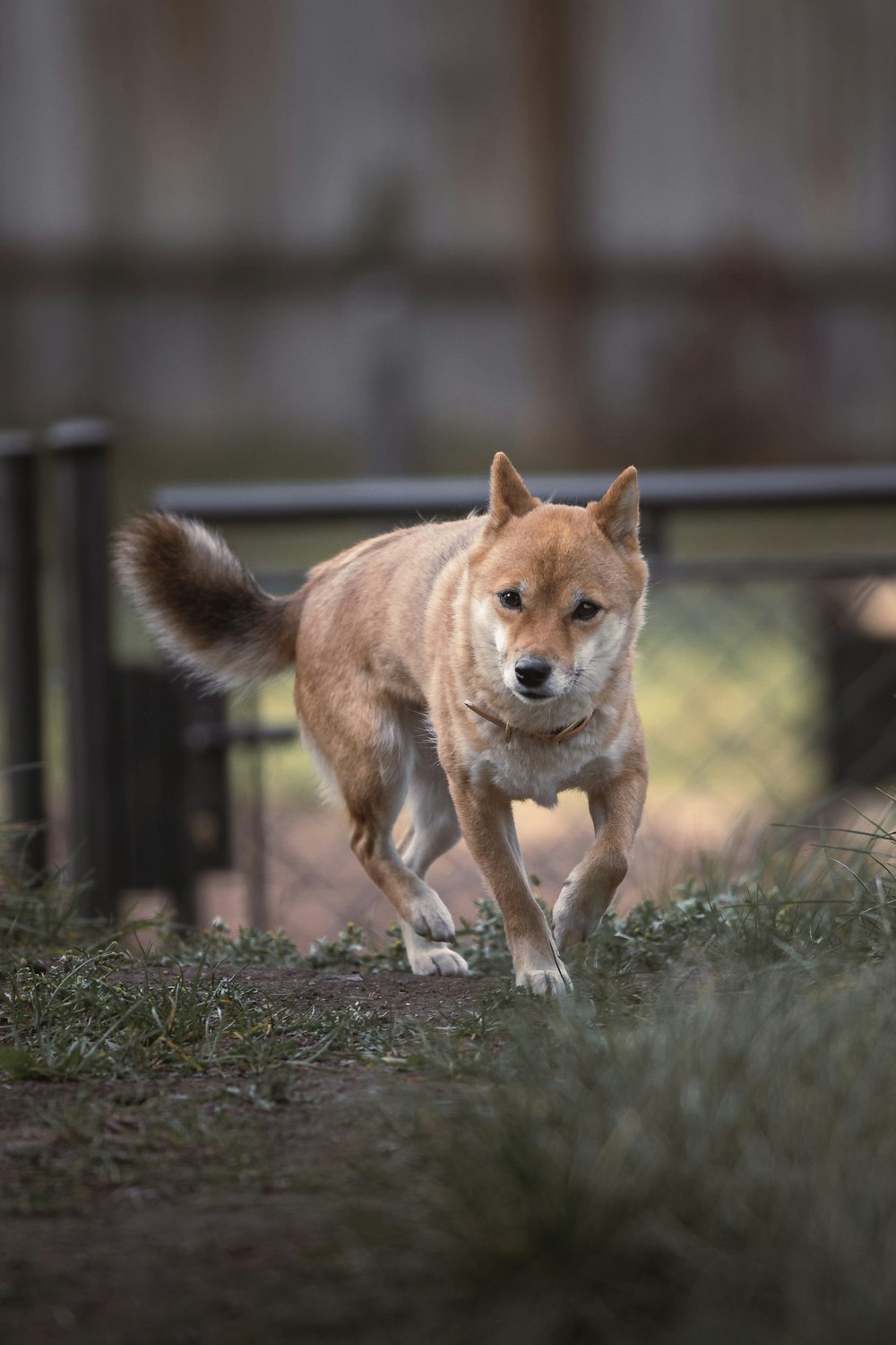 a brown dog running across a grass covered field