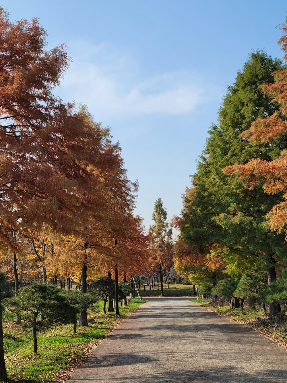a paved road surrounded by trees with orange leaves