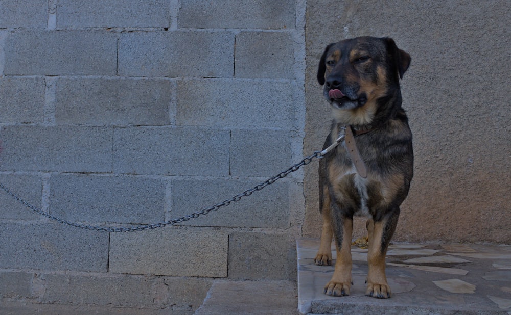a dog tied to a wall with a leash
