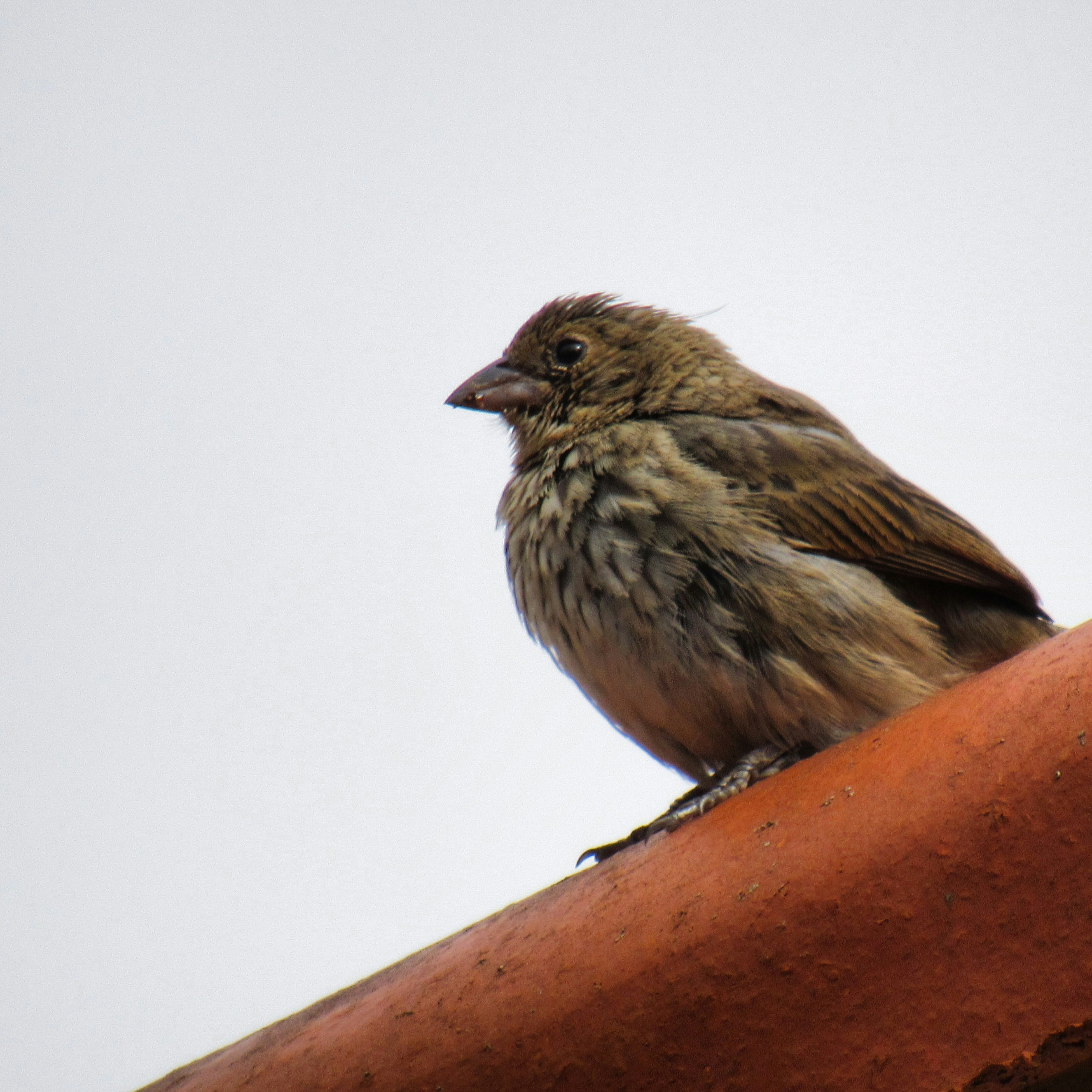 Photo by giustoluana