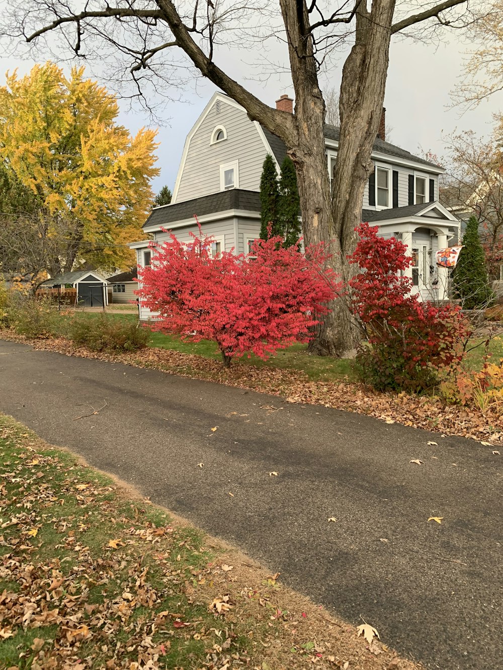 a house with a tree in front of it