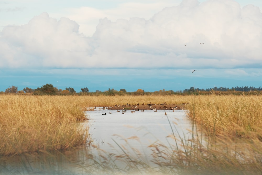 a body of water surrounded by tall grass