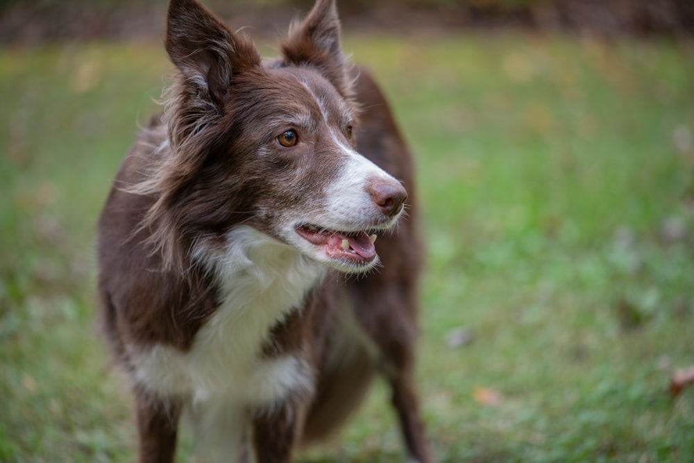 a brown and white dog standing on top of a lush green field