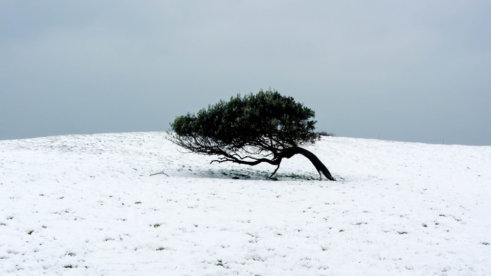 Un arbre solitaire au milieu d’un champ enneigé