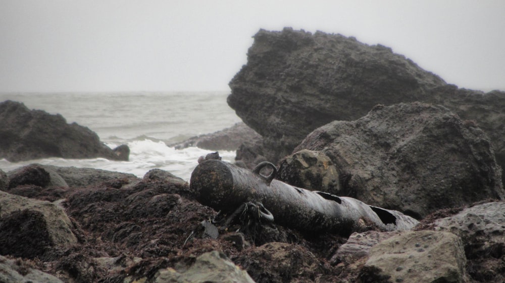 a log laying on top of a rocky beach