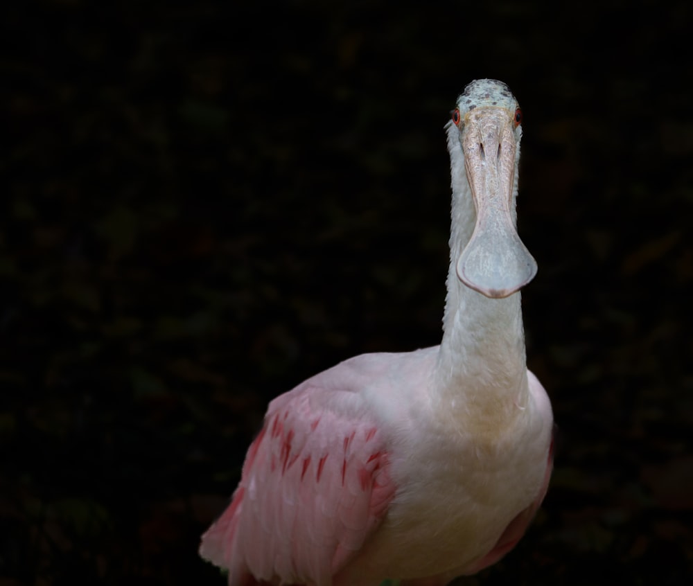 a pink and white bird with a large beak