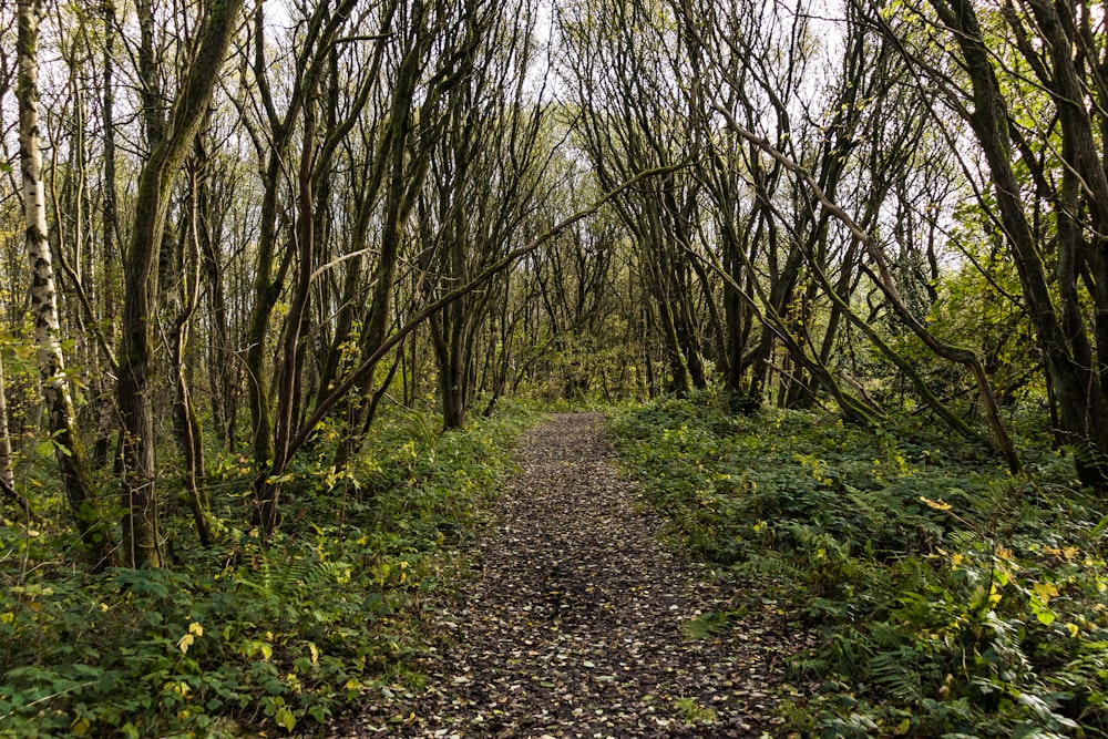 a path in the middle of a forest with lots of trees