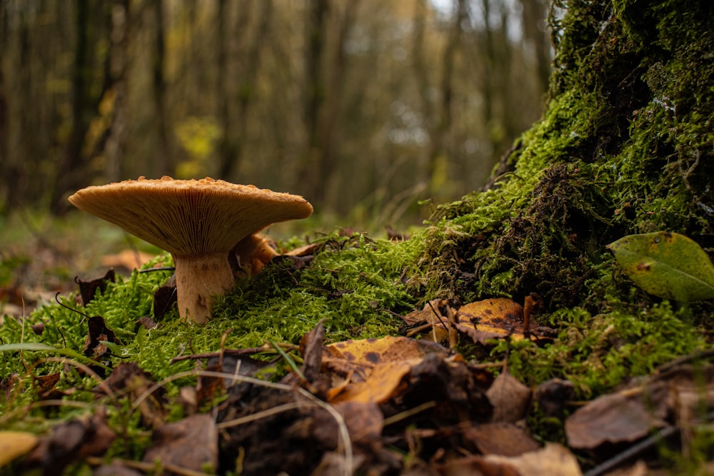 a mushroom growing on the ground in a forest