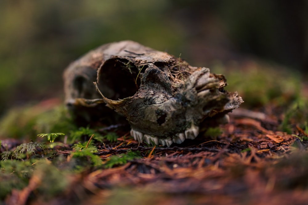 a small animal skull sitting on top of a lush green field