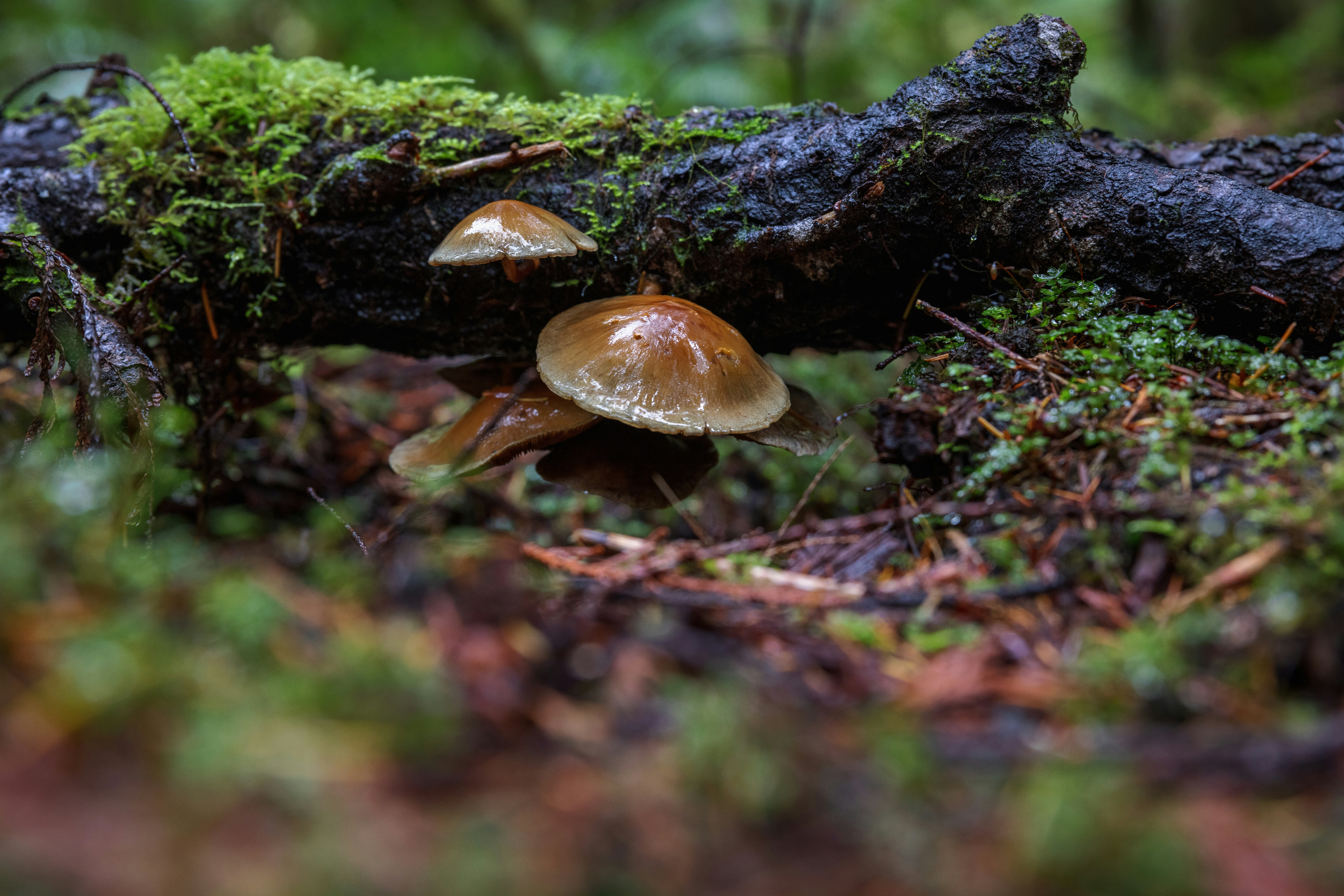 Photo by wanderingcrow