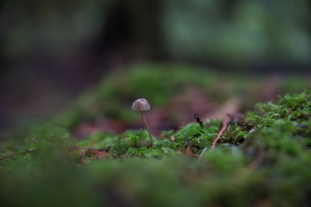 a small white mushroom sitting on top of a lush green field