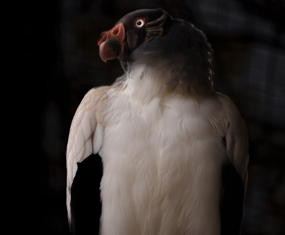 a close up of a bird on a black background