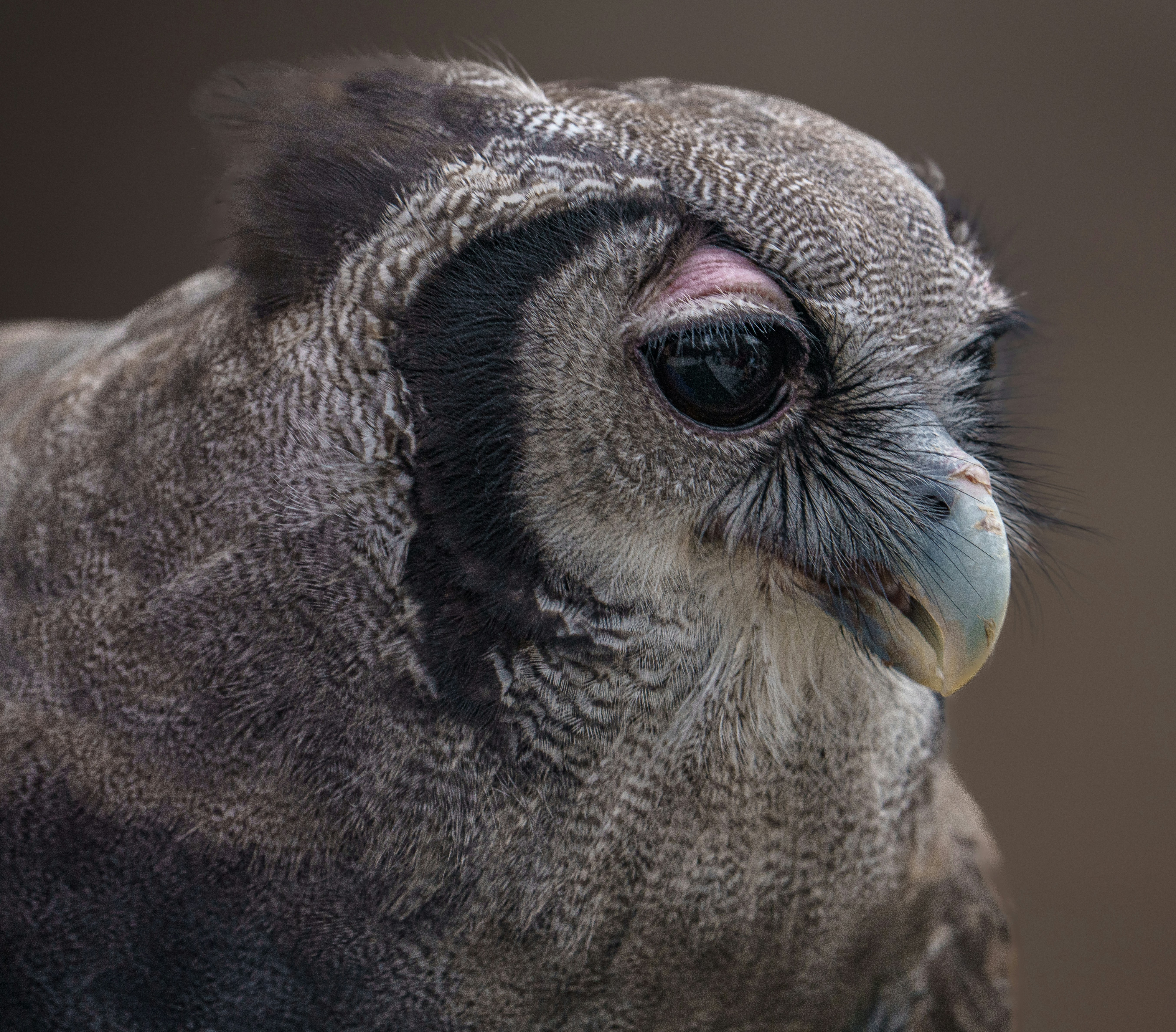 Verrreaux's Eagle Owl