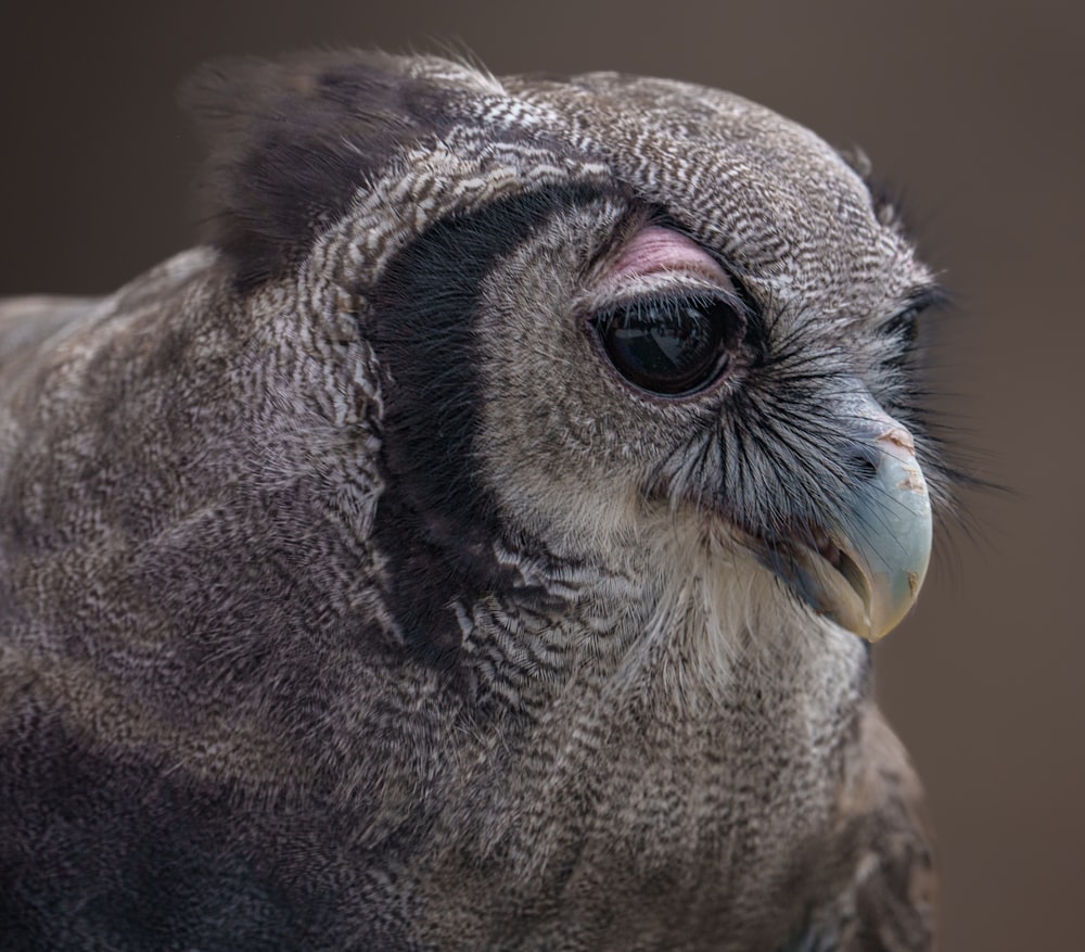 a close up of a bird of prey