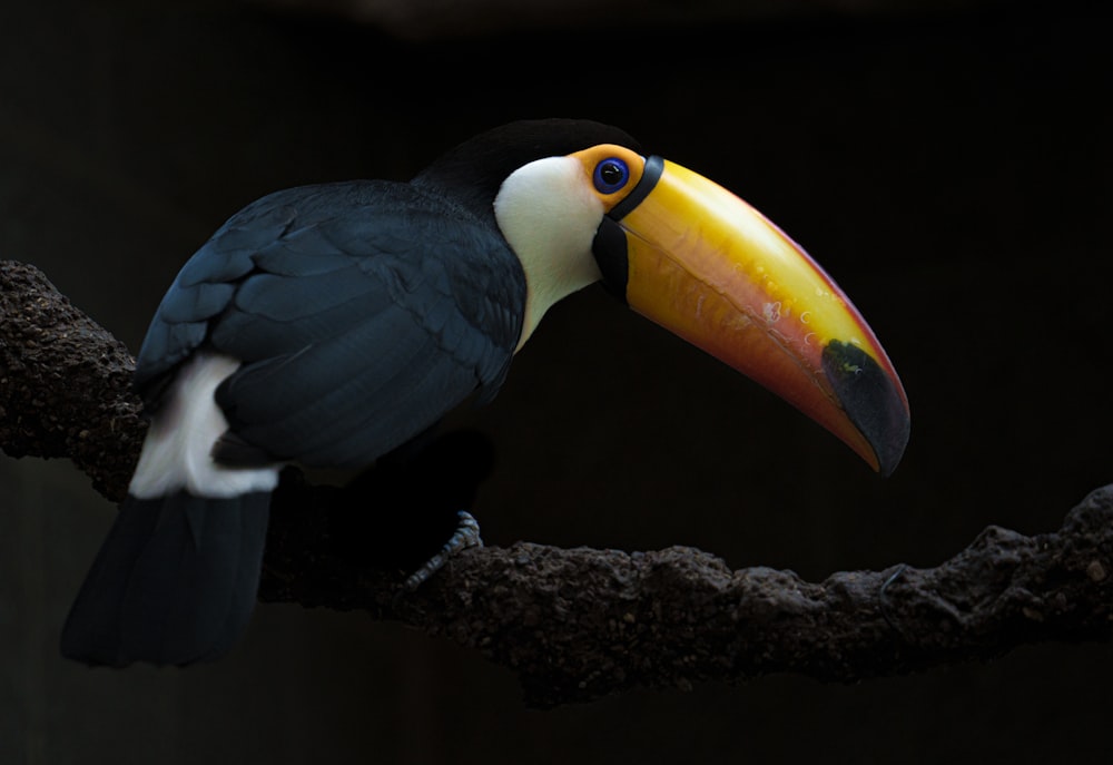 a toucan sitting on a branch with a black background