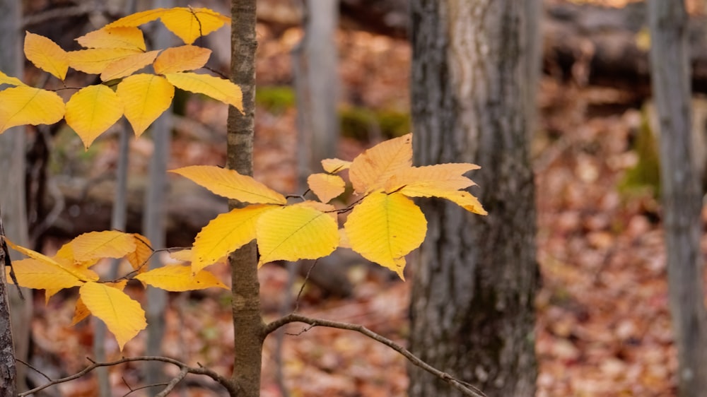 a tree with yellow leaves in a forest