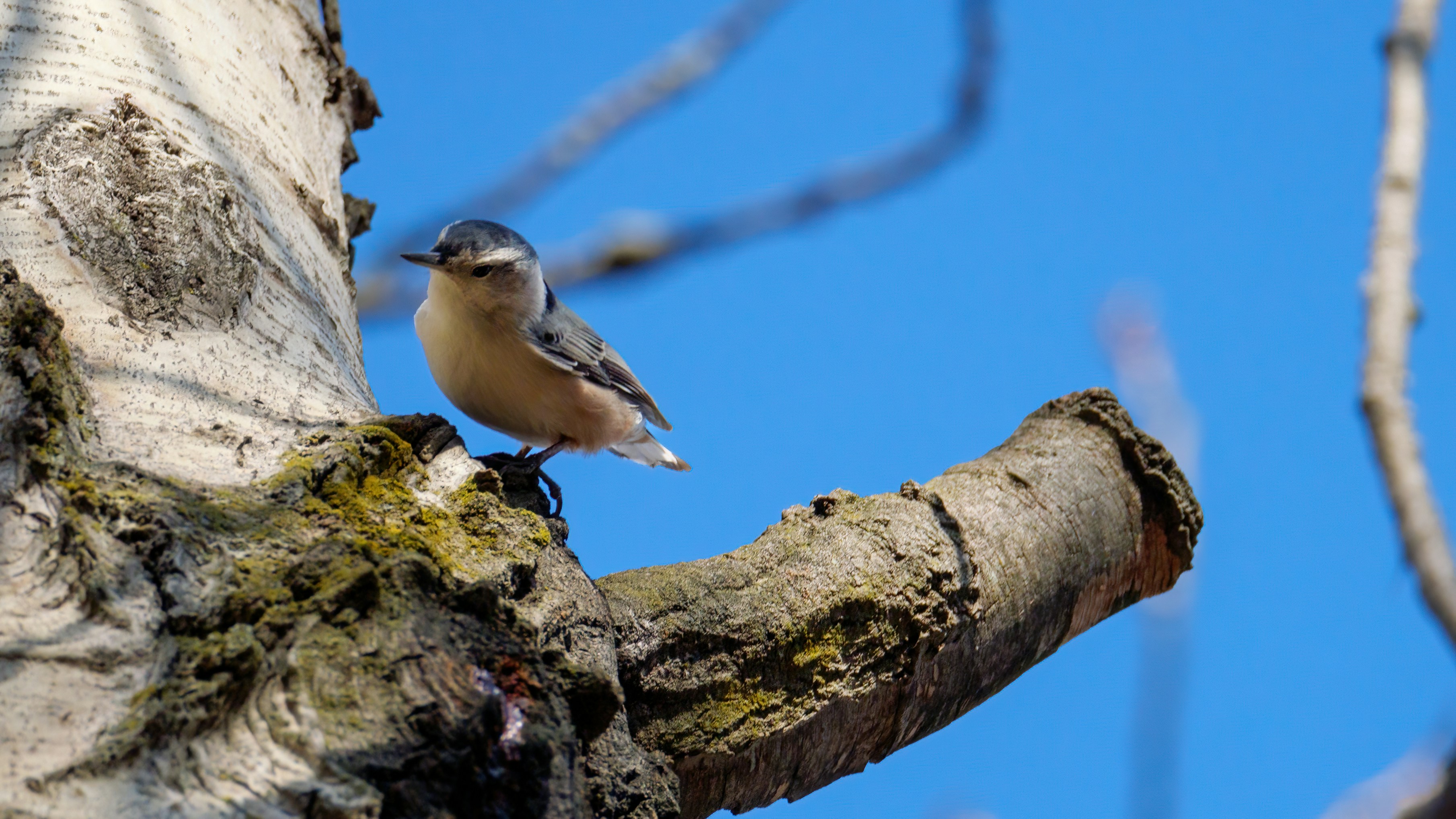 White-breasted Nuthatch