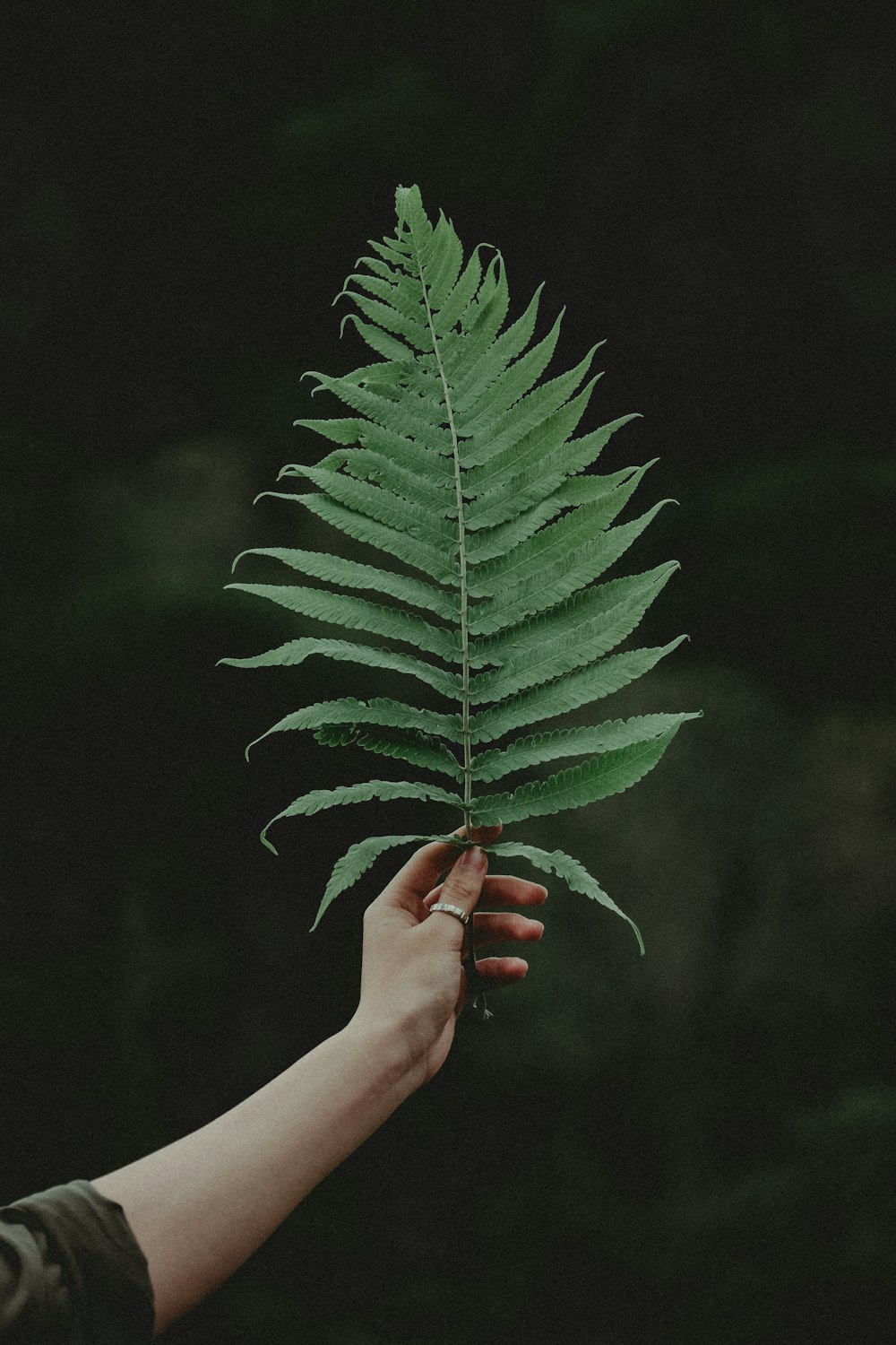 a person holding a green leaf in their hand