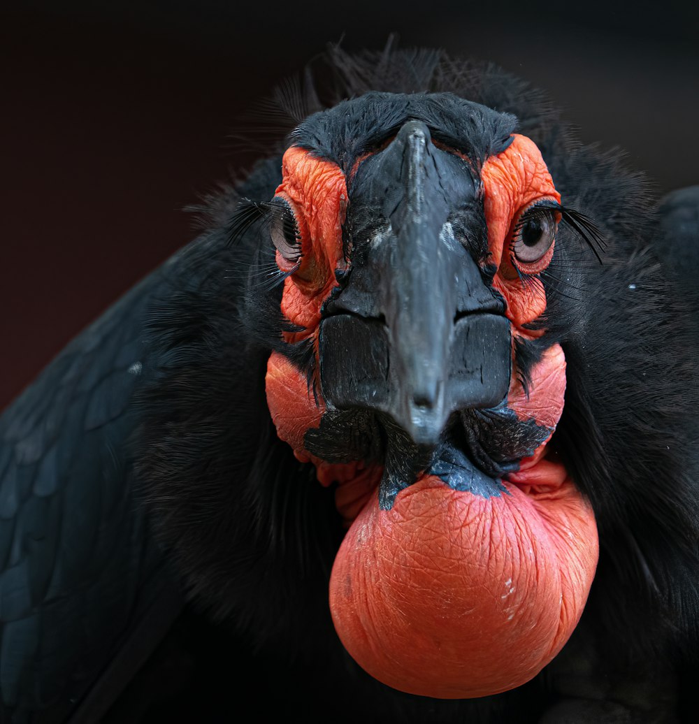 a close up of a black bird with a red beak