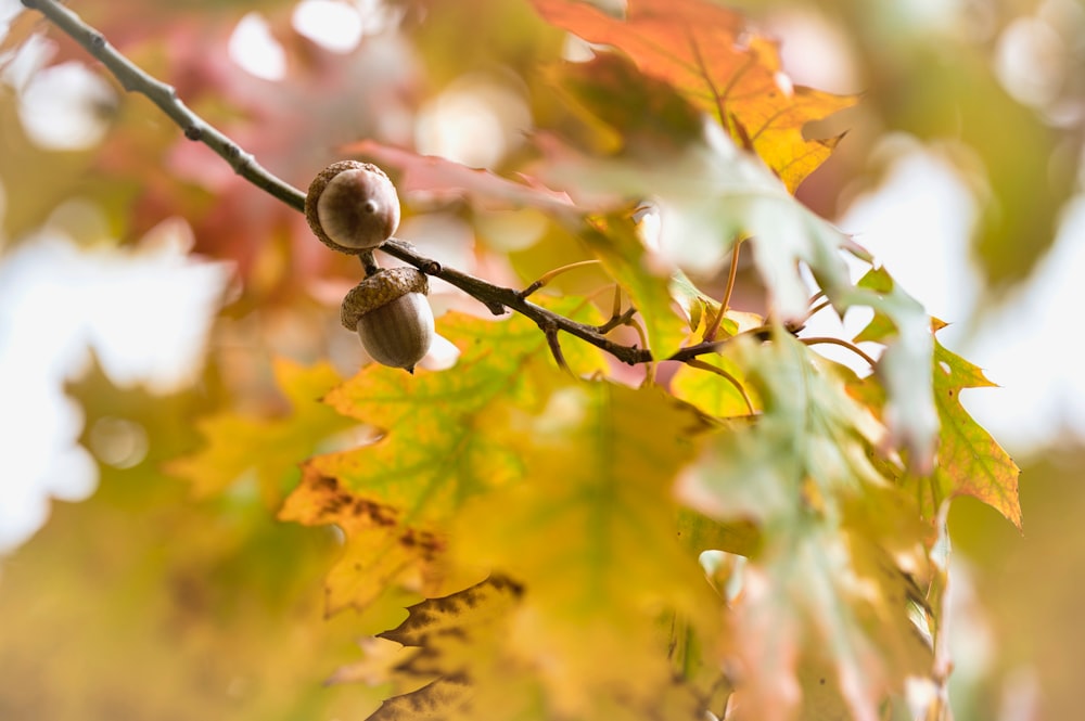 a branch with leaves and nuts on it