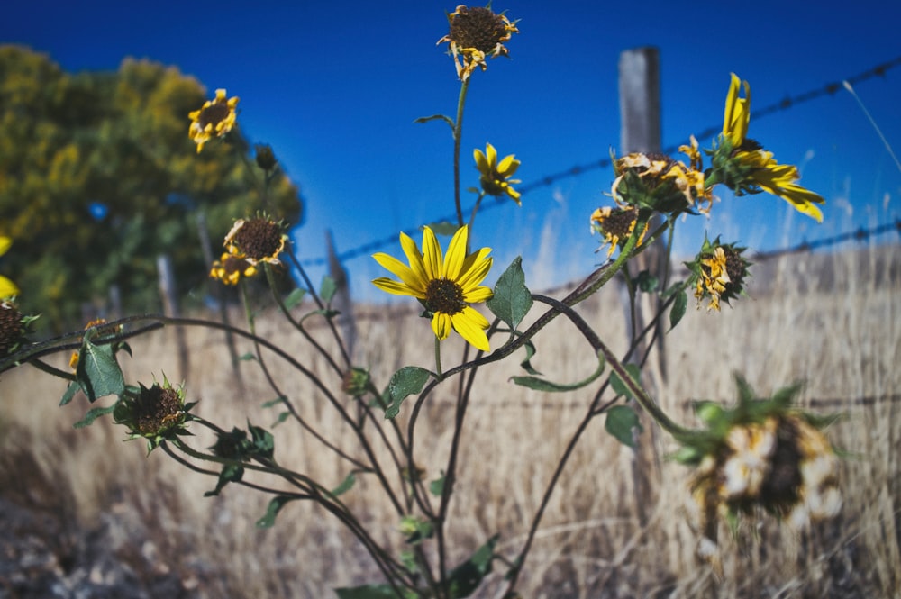 a field of sunflowers with a barbed wire fence in the background