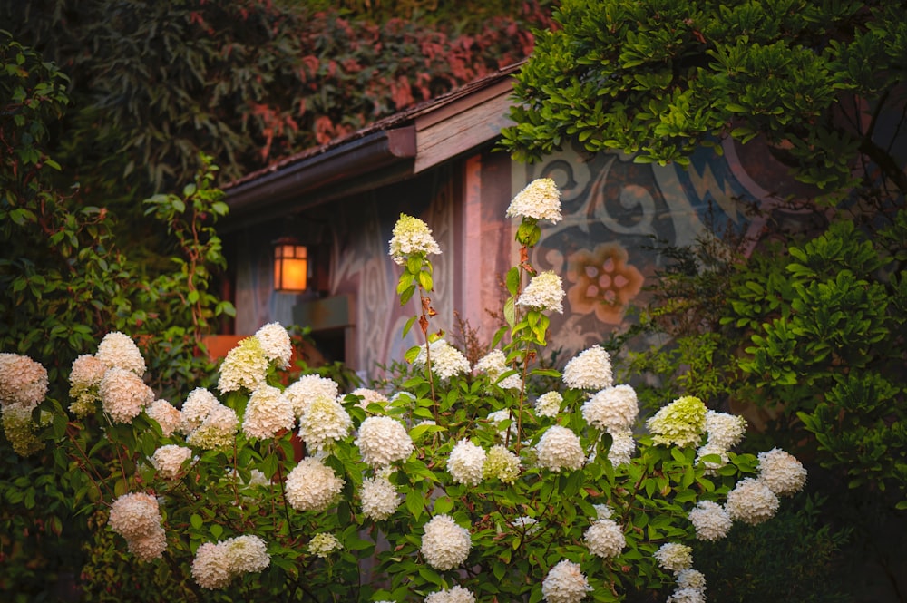 a garden with white flowers and a shed in the background