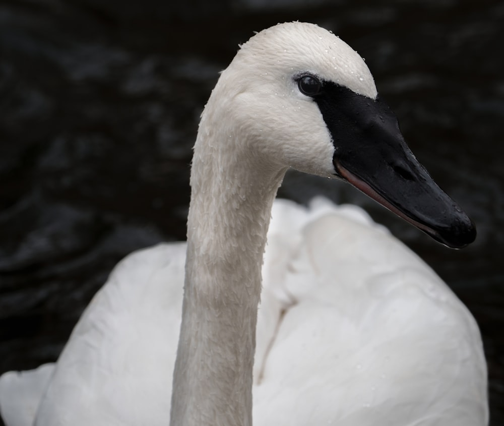 um close up de um cisne na água