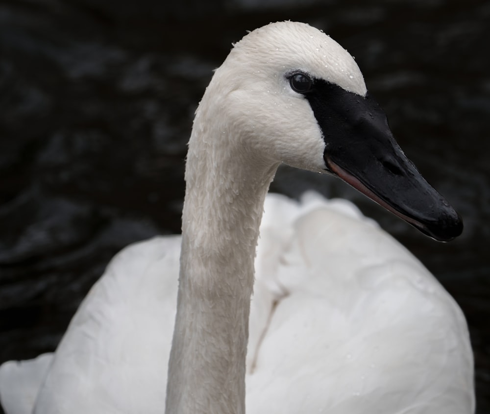 a close up of a swan in the water