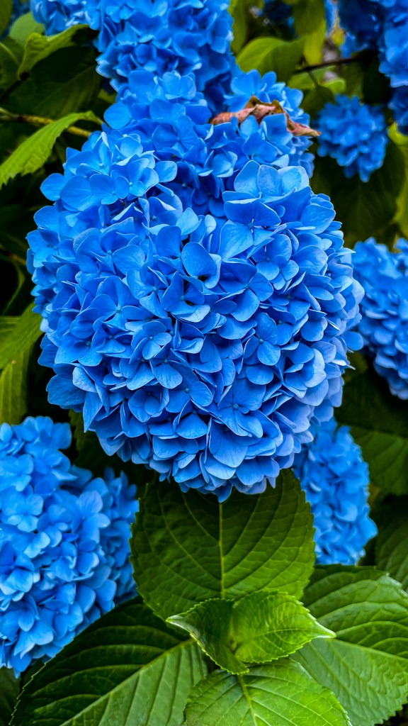 Garden Hydrangea